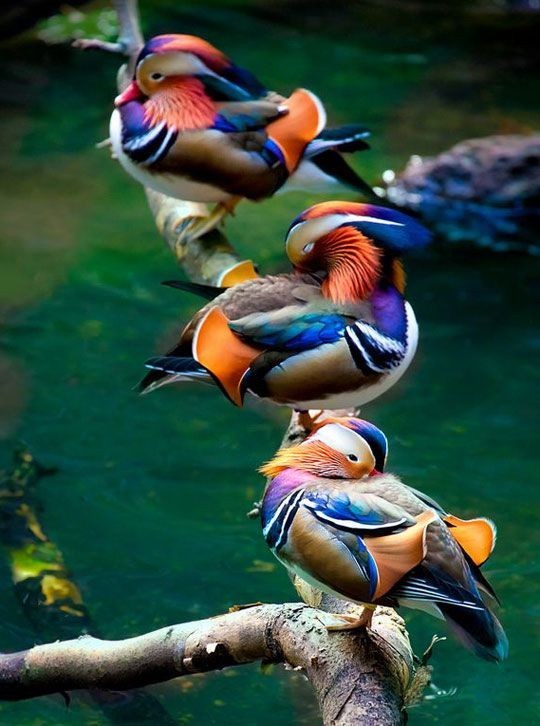 Photo:  colourful ducks